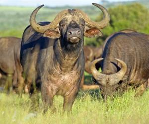 Pride Of Lions Surprise Attack a Buffalo But Not Before the Bull Shreds a Lion With Its Horns