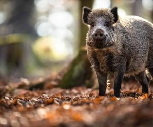 Leopard Hunts Wild Hog And Catches a Baby, Then Has To Escape From Enraged Pigs