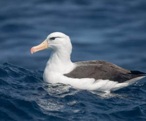 The Complete List of 38 Animals With Webbed Feet