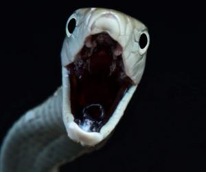 See the Heart-Stopping Video of an Impossibly Long Black Mamba That Slithers Into a Family's Home