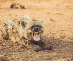 Foolish Hyena Invites Itself to a Leopards Kill, Then Gets Bounced Real Quick