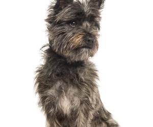 Cairn Terrier Colors: Rarest to Most Common