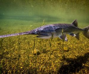 The 10 Largest Fish Ever Caught in Kansas