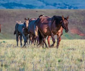 American Quarter Horse: Origin, Size, Appearance, and More!