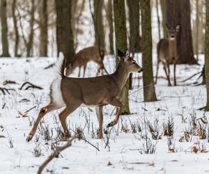 How Fast Are Deer? Top Speeds and How It Compares to Its Predators