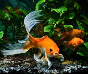 How Long Can Your Goldfish Go Without Eating? 7 Tips for Keeping Them Alive