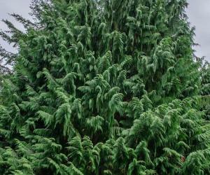 Yellow Cedar vs. Red Cedar Tree: 6 Differences Between These Towering Giants