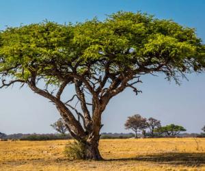 6 Incredible Trees That Thrive In the Savana