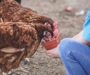 Can Chickens Eat Tomatoes?