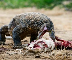 Watch This Insatiable Komodo Dragon Slurp Down a Giant Eel Like Its a Bite-Sized Appetizer