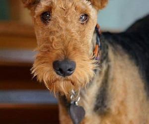 Male vs. Female Airedale Terrier: 3 Key Differences