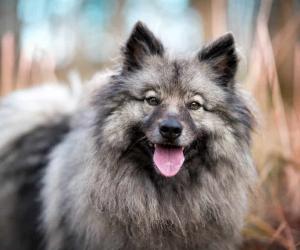 Keeshond Colors: Rarest to Most Common