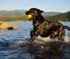 Watch This Labrador Mama Dive Into a Pool and Teach Her Cute Puppies to Swim