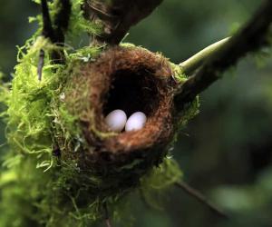 Your Complete Hummingbird Nests Guide