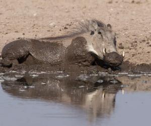 Bull Elk Thinks No One Is Watching And Takes A Luxurious Mud Bath