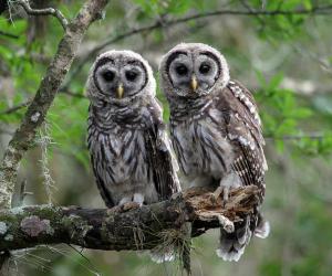 Male vs Female Owls: 5 Key Differences