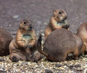 Do Prairie Dogs Make Good Pets? Discover the Pros and Cons