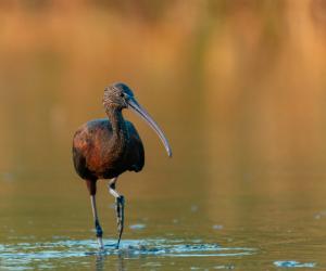 Glossy Ibis: Habitat, Diet, Rarity, Sounds, and More!