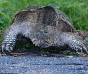 Watch This Huge Snapping Turtle Turn Into a Softy and Get Gentle Pets