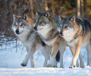 Discover the Oldest Zoos in Canada