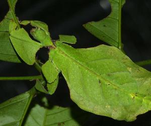 10 Different Insects That Look Like They Are Leaves