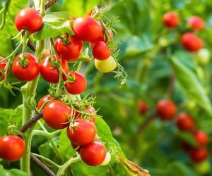 Growing Tomatoes In Oregon: Ideal Timing   12 Helpful Tips