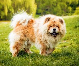 Vet Lists 5 Dog Breeds He Would Never Own