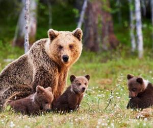 See the Intense Bear Brawl That Broke Out When Two Alpha Males Wanted the Same Meal