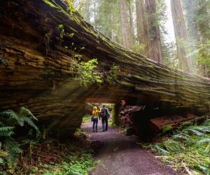 Redwood vs. Manna Gum Tree: 6 Differences Between These Towering Giants