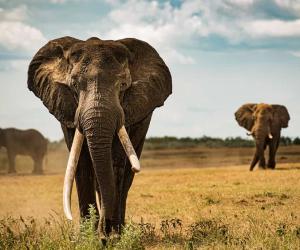 See This Young Elephant Proudly "Mark Its Territory" in Front of a Group of Tourists