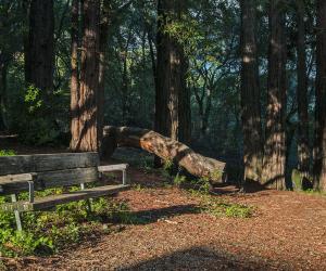 The 16 Best Places to See Towering Redwood Trees in California