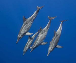 Male vs Female Dolphins: 4 Key Differences