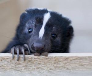 How Long Do Skunks Live (And How Early Can They Spray)?