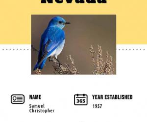 Discover the Official State Bird of Nevada