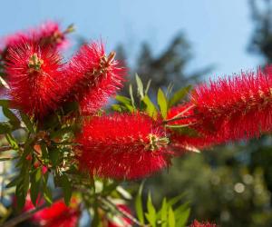 10 Gorgeous Red Flowering Trees in Florida