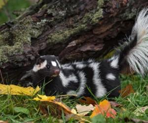 5 Common Places Skunks Live and Take Shelter