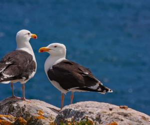 Male vs Female Seagulls: 5 Key Differences