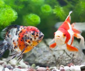 Every Type of Goldfish: Color, Size and Care Tips