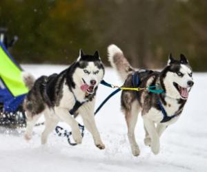 Are Siberian Huskies the Most Troublesome Dogs? 5 Common Complaints About Them