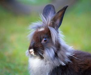 Lionhead Rabbit Lifespan: How Long Do Lionhead Rabbits Live?