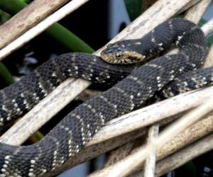 Plain-Bellied Water Snake: Habitat, Diet, and Identification Tips