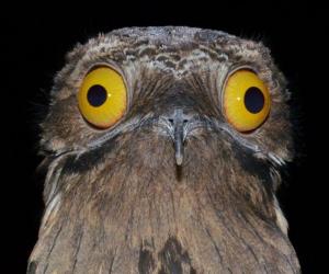 Potoo Vs. Great Potoo: 5 Key Differences About This Strange Bird