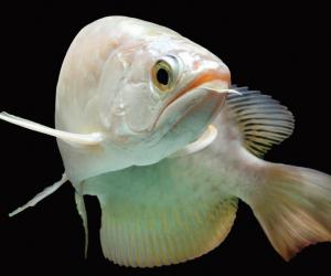 Discover 7 Carnivorous Fish That Feast on Meat