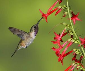 Discover Every Sound a Hummingbird Makes