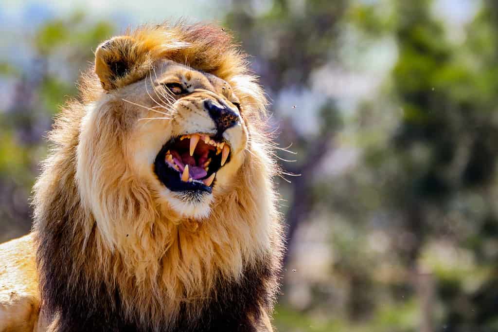 Meet the 10 Animals with Highest Levels of Testosterone