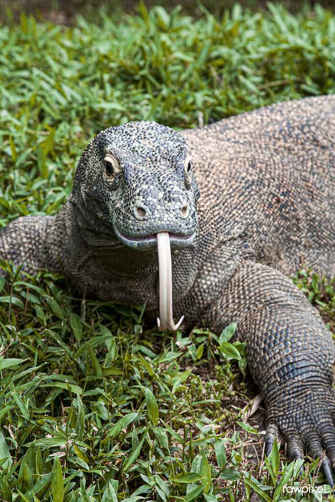 Discover 42 Amazing Zoos Where You Can See Komodo Dragons