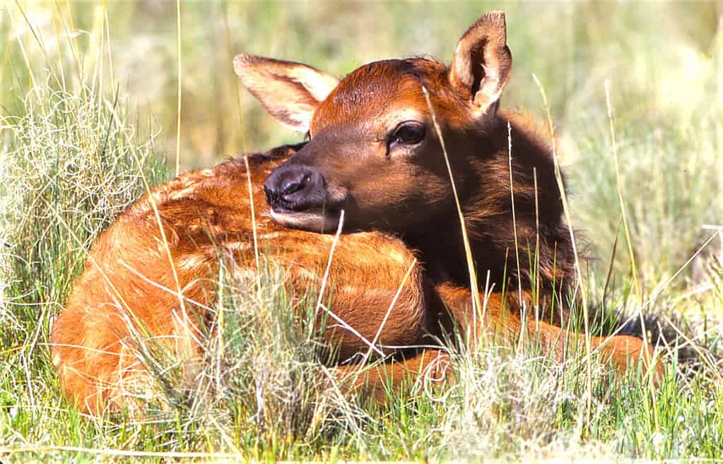 Baby Elk Calf: 8 Pictures and 7 Amazing Facts