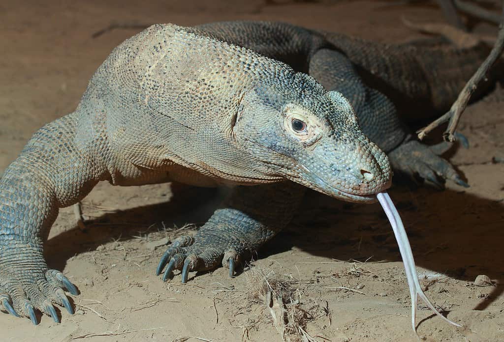 Discover 42 Amazing Zoos Where You Can See Komodo Dragons