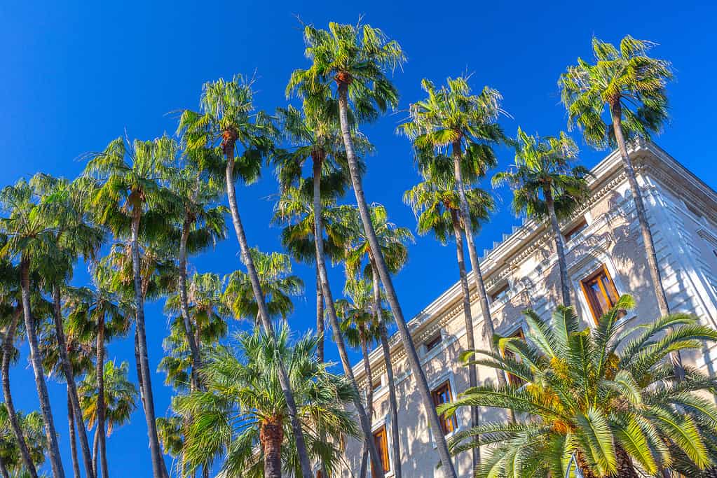 12 Amazing Types of Palm Trees You'll See in South Carolina