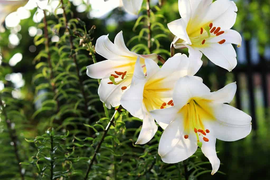 10 Fun and Amazing Facts That Make Lilies Unlike Any Other Flower